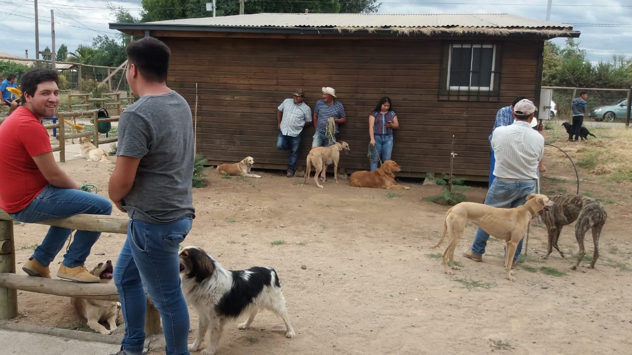 Cerca de 800 perros en la comuna de Pelarco ya han sido desparasitados en la comuna de Pelarco